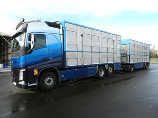 Volvo FH 500  livestock truck + livestock trailer